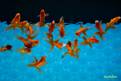 aquarium ~金魚~