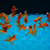 aquarium ~金魚~