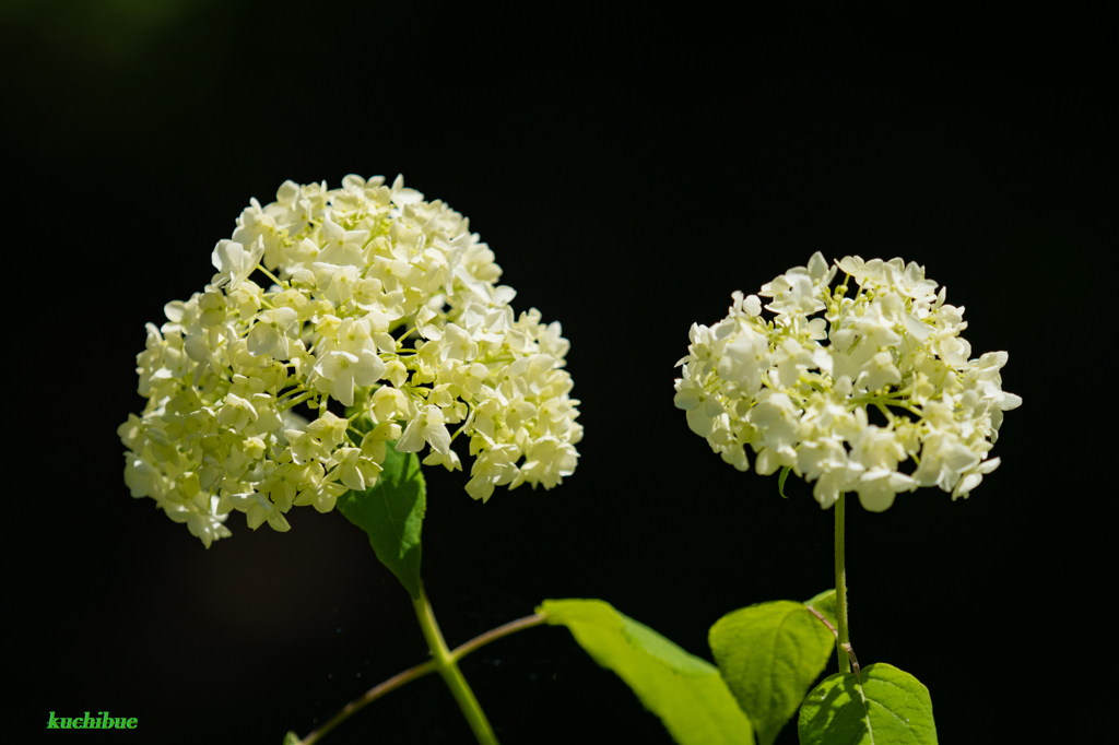 FLOWER ～季節の始まり～