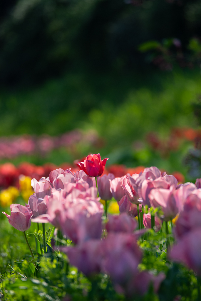 flower photo