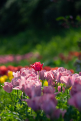 flower photo