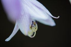 flower photo