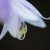 flower photo