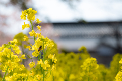 flower ~黄色~