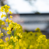 flower ~黄色~
