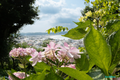 Landscape snap ~鎌倉散歩~