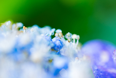 flower photo 