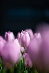 flower ~紫色~