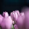 flower ~紫色~