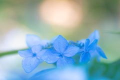 flower photo