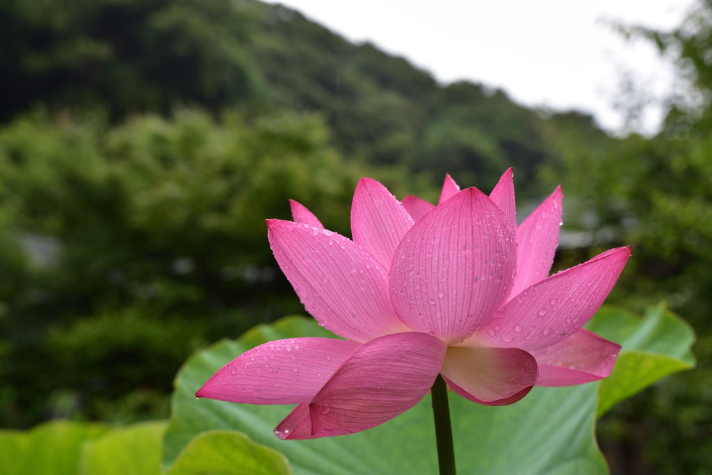 蓮