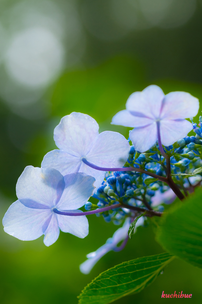 flower ~雨上がり~