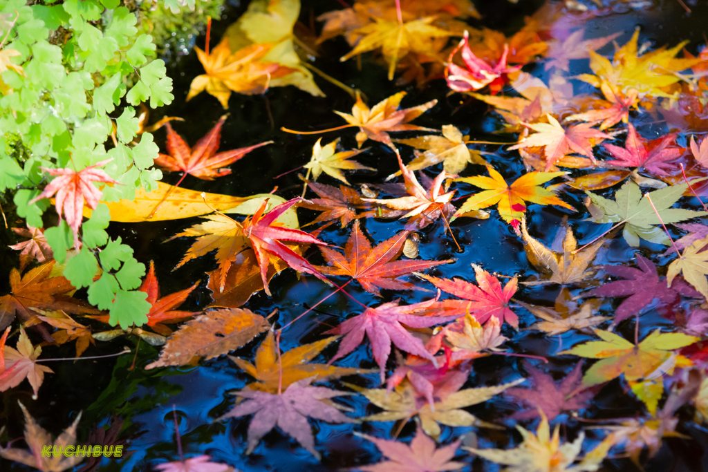 Landscape snap～秋の名残り～