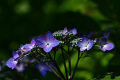 紫陽花 (4)