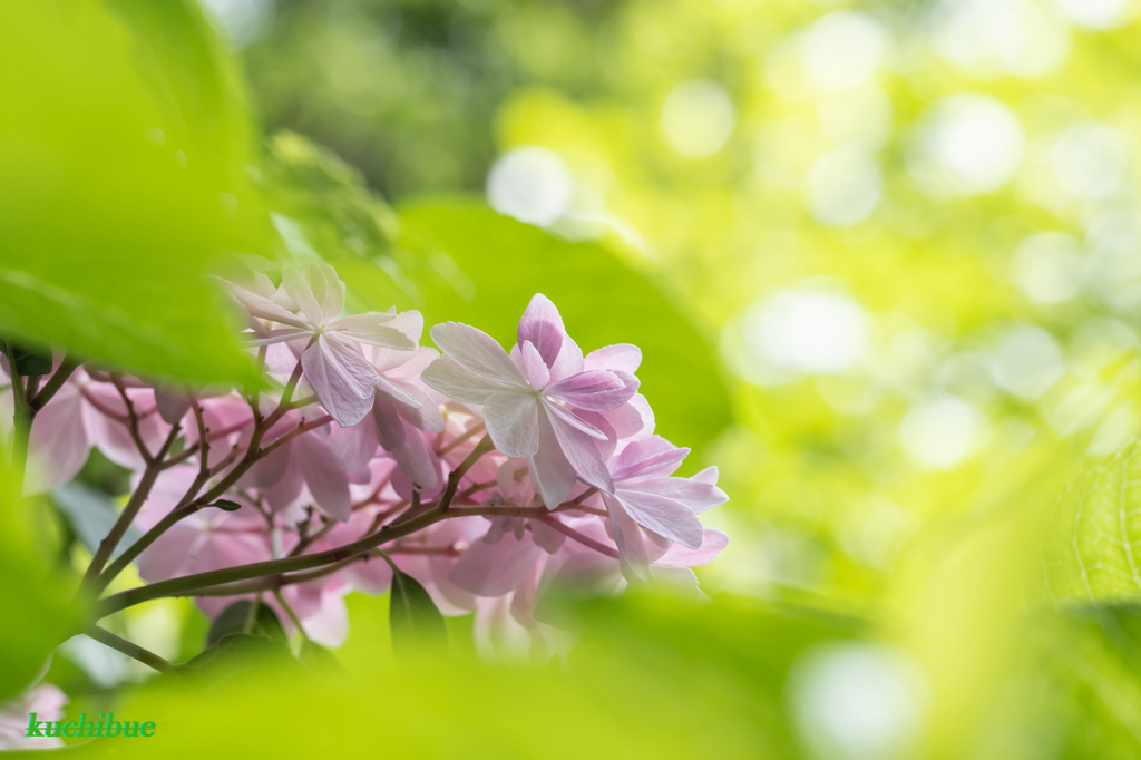 FLOWER ~鎌倉散歩~