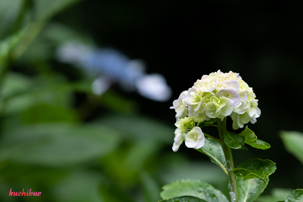 flower~雨上がり~