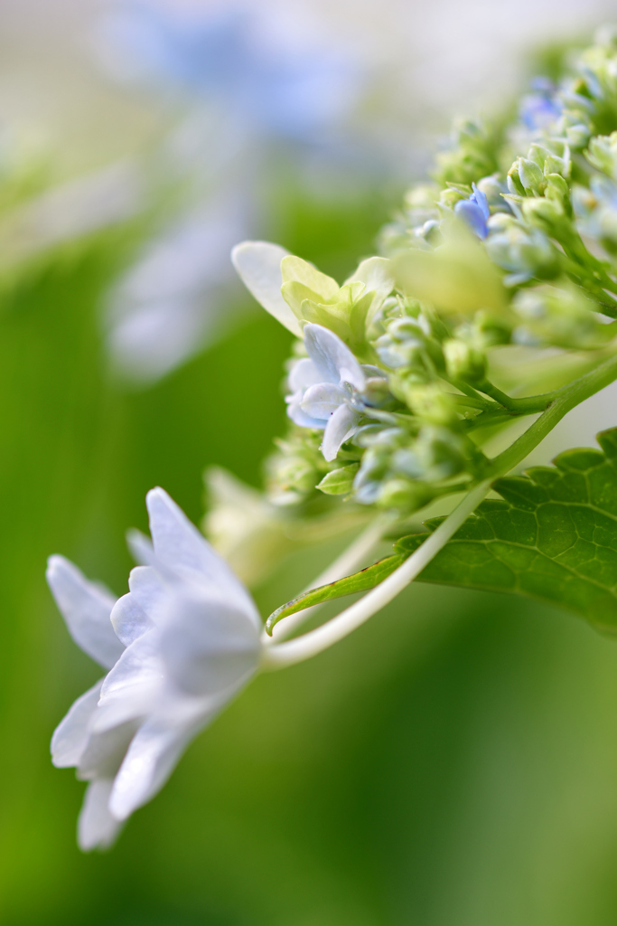紫陽花 (11)