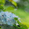 flower ~雨上がり⑤~
