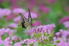 insect photo
