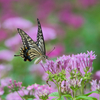 insect photo
