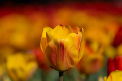 flower ~橙色~