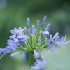 flower ~雨上がり➃~