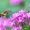 insect