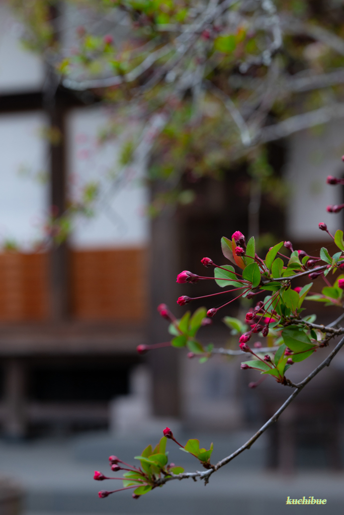 Landscape snap　～鎌倉散歩～