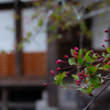 Landscape snap　～鎌倉散歩～
