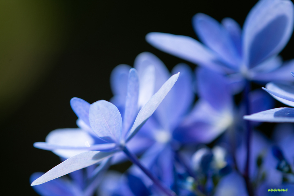 flower ~青色~