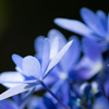 flower ~青色~