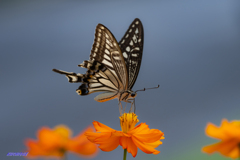insect photo