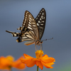 insect photo