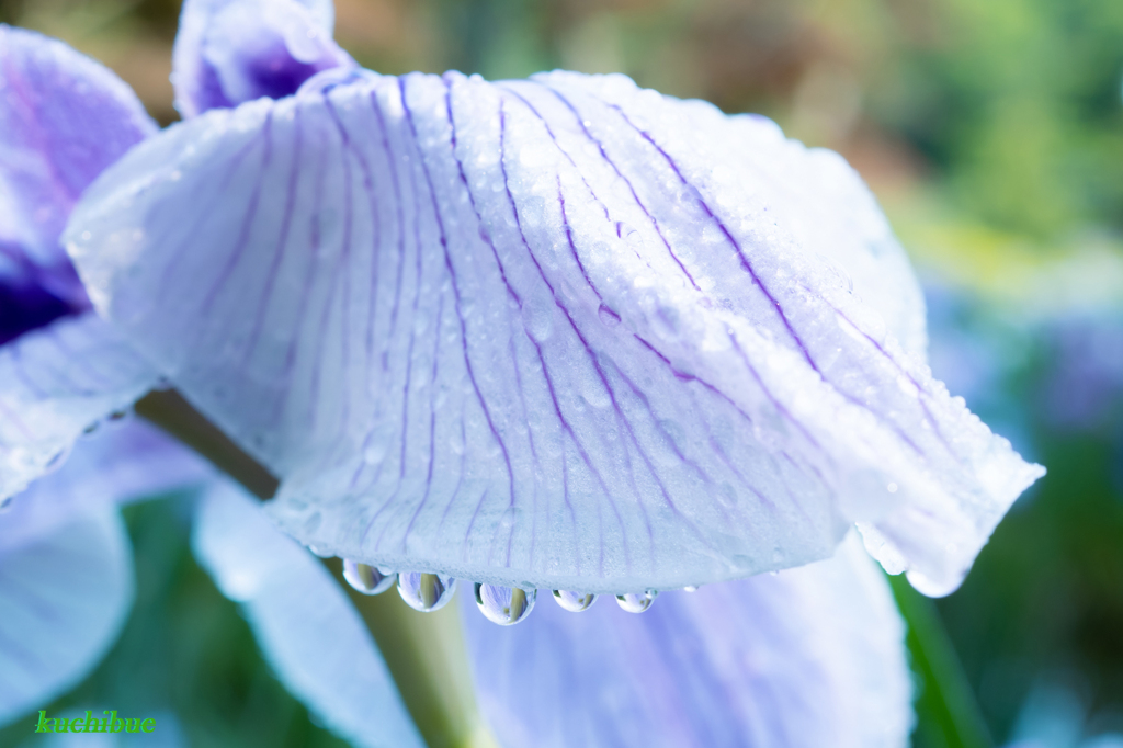 flower ~雨上がりⅡ~