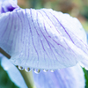 flower ~雨上がりⅡ~
