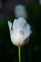 flower photo