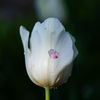 flower photo