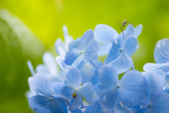 flower photo