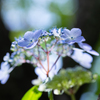 flower ~鎌倉散歩~