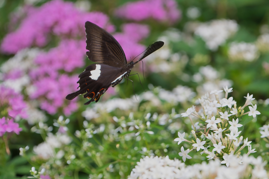 insect photo