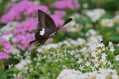 insect photo