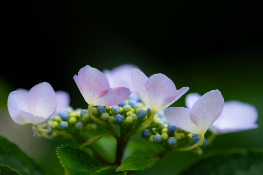 flower photo