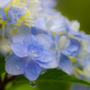 flower ~雨上がり➁~
