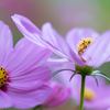 flower ~秋色2019~