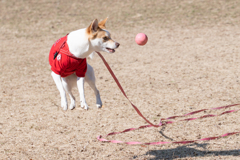 PET PHOTO