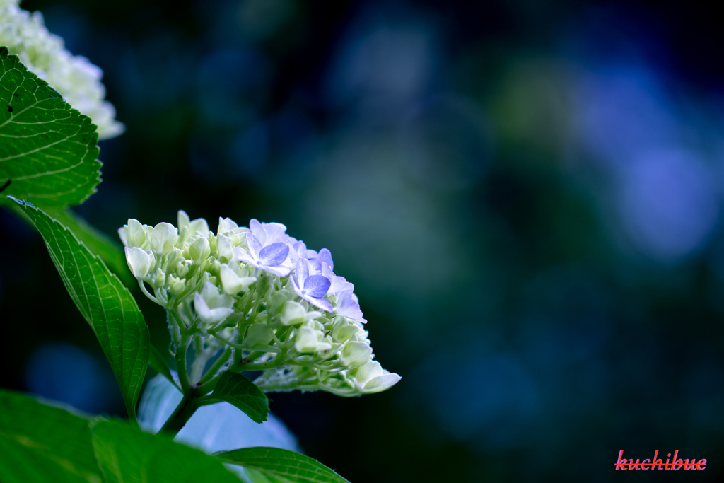 flower ~鎌倉散歩~