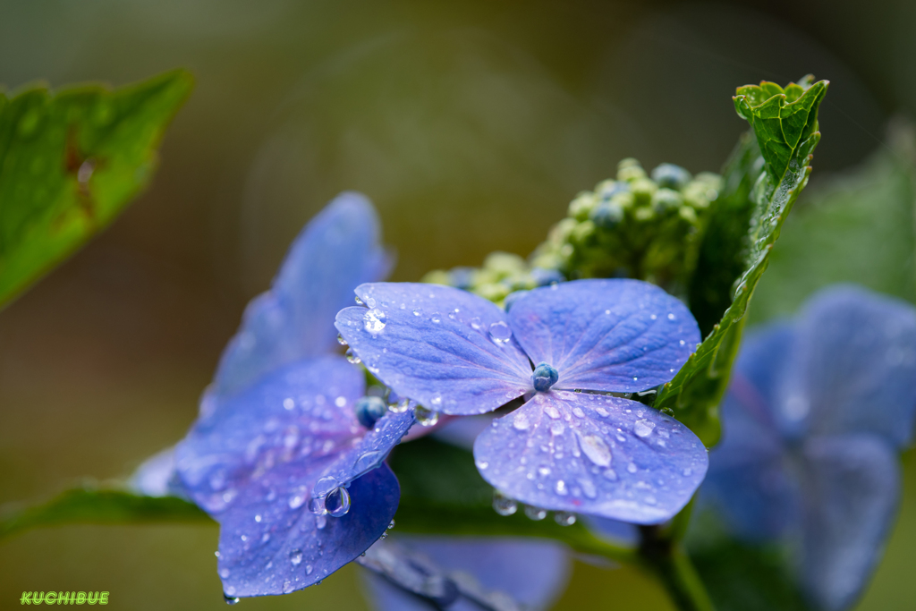 flower ~雨上がり~