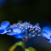 flower ~鎌倉散歩~