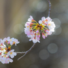 flower ~~春～
