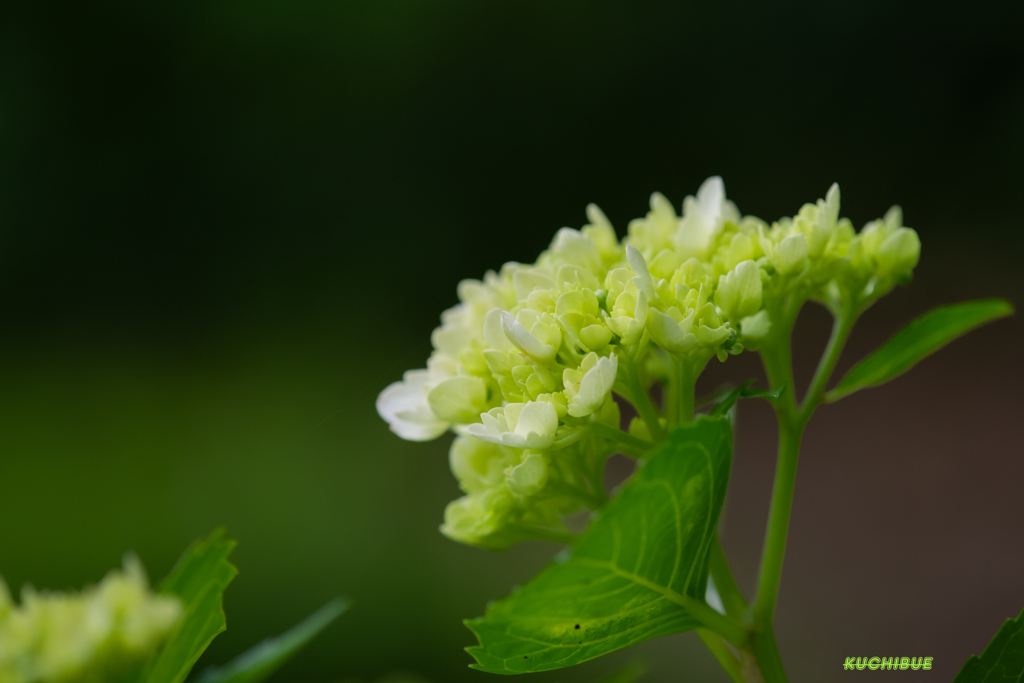 flower ～季節の始まり～